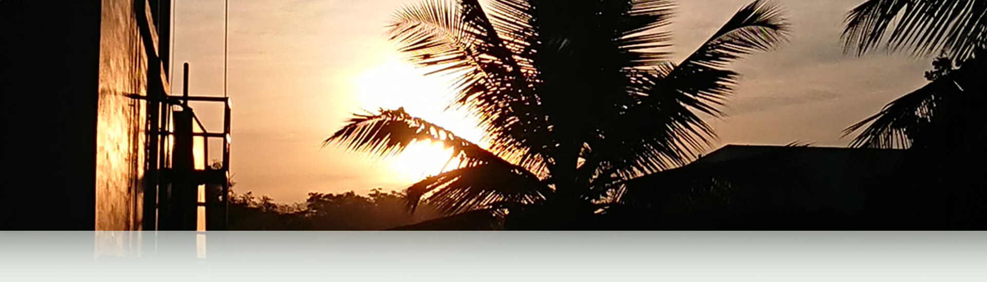 beautiful sunset with palm tree
